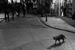 APhoto-11